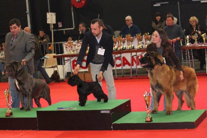 At Future Look - Angers dog show