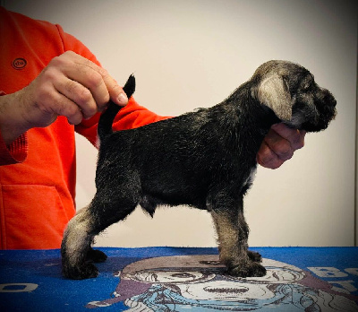 At Future Look - Schnauzer miniature - Portée née le 25/11/2024